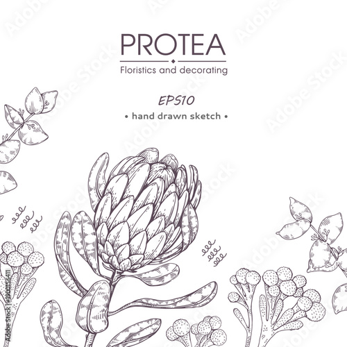  Composition of protea flower
