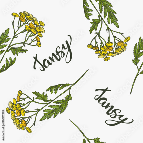 Seamless pattern of Common tansy plant