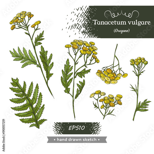 Set of Common tansy plant