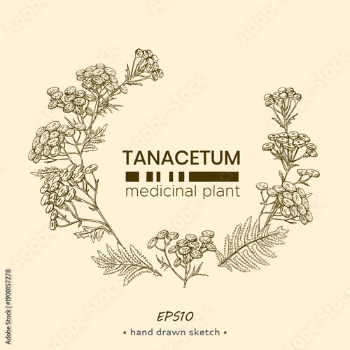 Frame of Common tansy