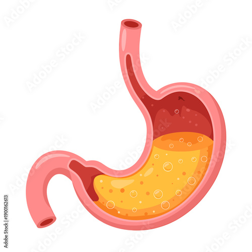 Anatomy of human stomach with food inside organ  digestive system