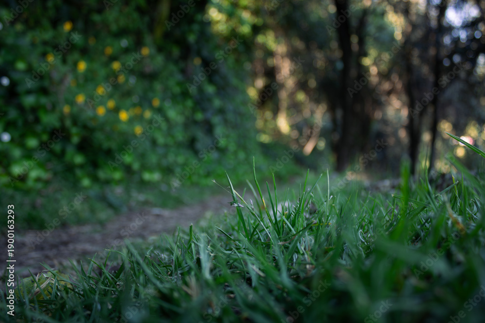 Fototapeta premium Green grass growing in the forest