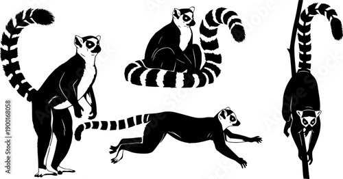 Diverse Poses of Ring- Tailed Lemur Silhouettes on White Background ring-tailed lemur animal
