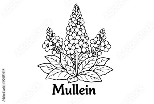 Mullein herb with flowers black and white coloring book page illustration; herbal line art page for coloring 