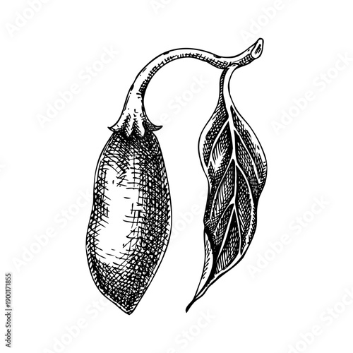 Jalapeno pepper hand drawn vector illustration. Hot chili vintage botanical sketch for spices products and natural food packaging. Not AI generated.