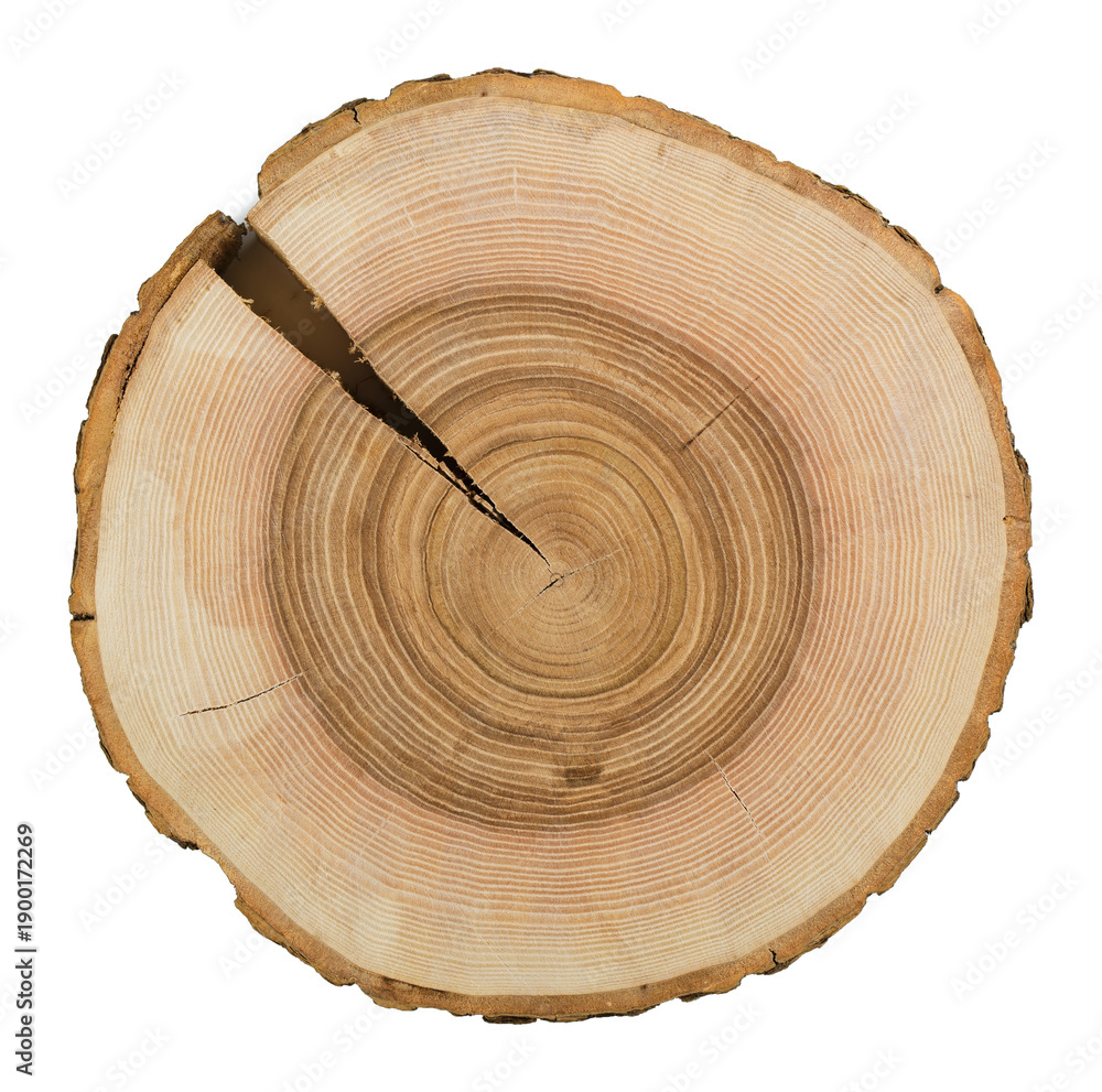 Obraz premium Wooden stump isolated on the white background. Wood slice shows growth rings and natural crack.
