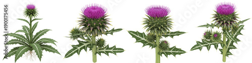 Foto Milk thistle plant set with purple flowers and green leaves isolated on white ba