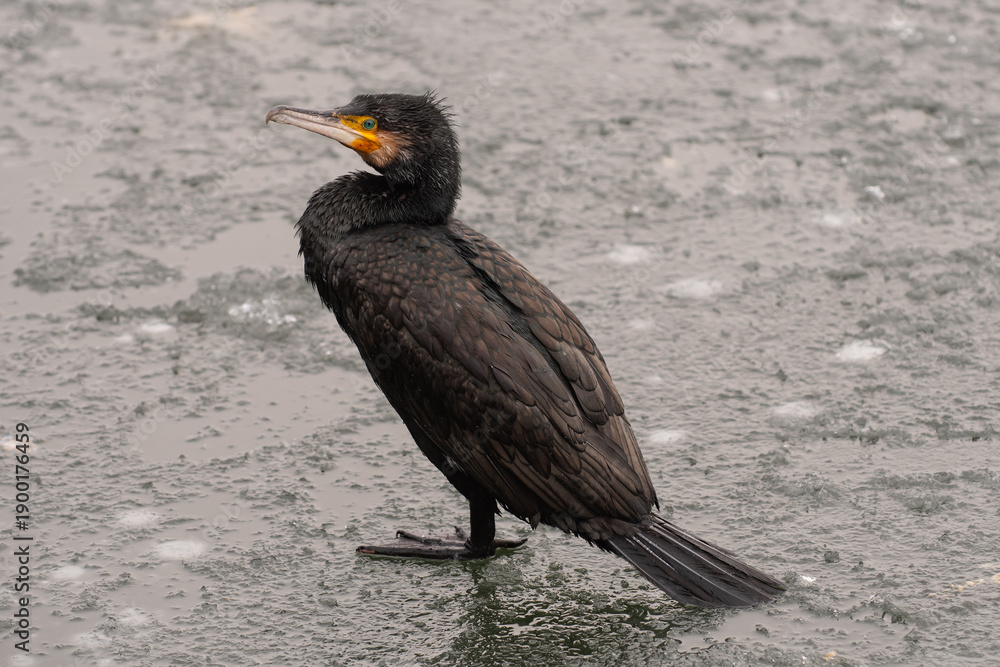 Obraz premium cormorant