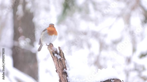 Pettirosso sotto la nevicata – European robin in snowfall – Erithacus rubecula	
