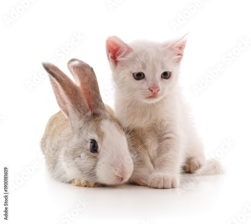 White kitten and grey rabbit sitting together.