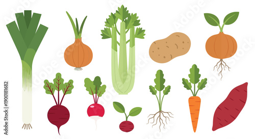 Colorful illustration of various root and leafy vegetables arranged on white