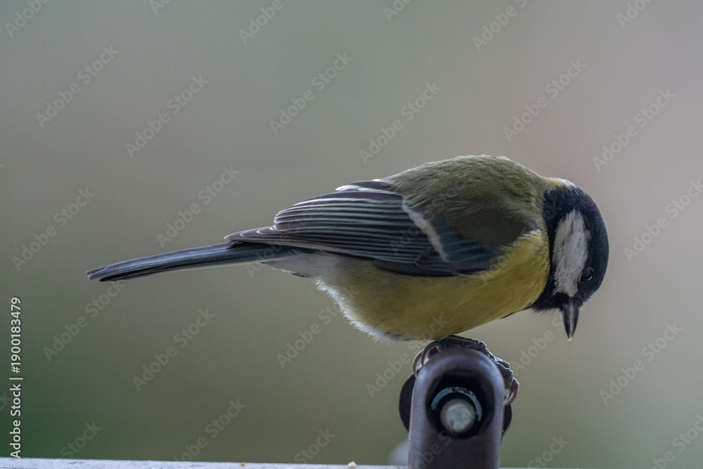 Obraz premium Great Tit Perched on Railing with Seed in Beak – Urban Wildlife Portrait