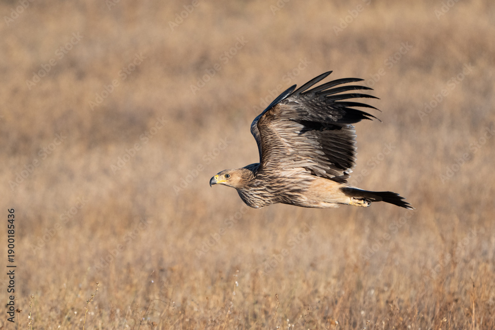 Fototapeta premium Eastern imperial eagle Aquila heliaca. Wildlife animal.