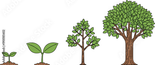 Tree, growth, stage, collection, from, seed, to, sprout, sapling, and, mature, plant, vector, illustration, icons, nature, life, cycle, development, sequence