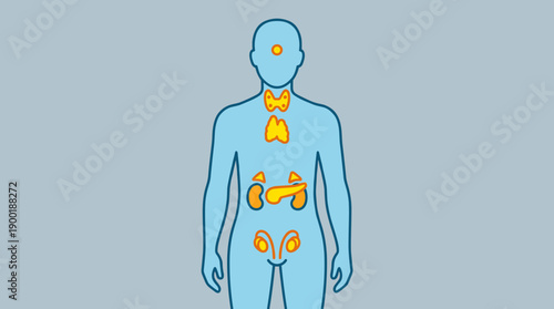 Anatomy Education Illustration: A Light Blue Human Figure Displaying the Pituitary Gland, Thyroid, Pancreas, Adrenal Glands, and Testes with Energetic Orange Highlights