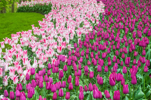 Wallpaper Mural Colorful flowerbeds in Keukenhof tulip garden in Lisse, Netherlands. Keukenhof is the most beautiful spring garden in the world. Beautiful ornamental garden landscape at Lisse, Netherlands Torontodigital.ca