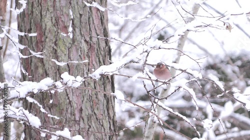 Fringuello nella neve – Chaffinch in the snow – Fringilla coelebs	