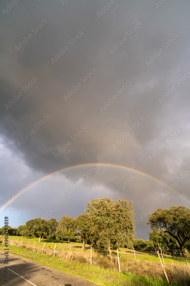 Fototapeta premium Rainbow over cork oak trees in the Alentejo countryside, Portugal. Natural rural landscape with dramatic sky, symbol of hope, nature, sustainability and Mediterranean environment.