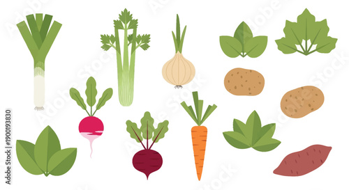 A colorful collection of various root and leafy vegetables arranged on white