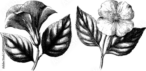 Vintage botanical sketch of classical floral sculpture with symmetrical design for artistic study