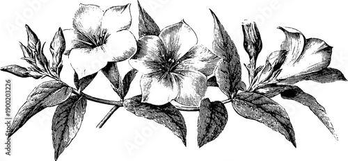 Elegant vintage botanical decorative frame design for classic interior and print