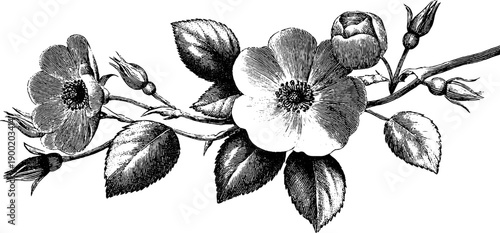 Vintage botanical rosette ornament in black engraving style for decorative design