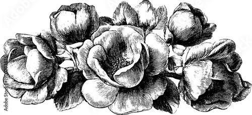 Vintage botanical rosette ornament design for decorative prints and cards