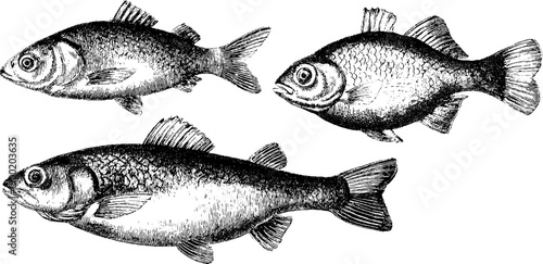 Vintage fish processing and preservation steps engraving design