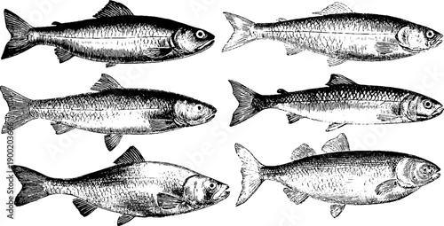 Vintage botanical engraving of fish processing and preservation steps