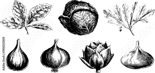 Vintage botanical food production comparison chart for design and education