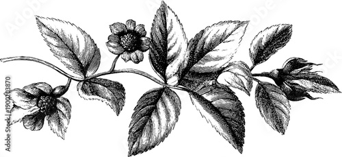 Vintage botanical frame with empty negative space for design