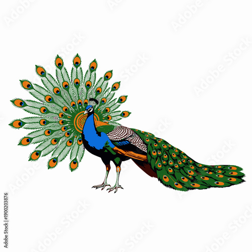 Magnificent Peacock Displaying Vibrant Plumage with Eye-catching Feathers Fanned Out in a Stunning Symmetrical Pattern Against a Crisp White Background