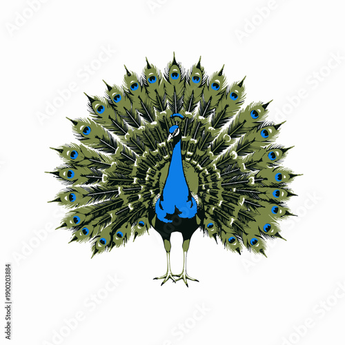Vibrant Blue Peacock Displaying Magnificent Tail Feathers with Eye-catching Pattern Against a Seamless White Backdrop