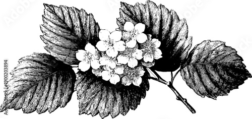 Vintage botanical frieze fragment with historical texture for design and decoration