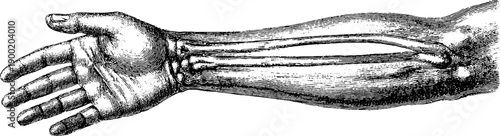 Vintage botanical engraving of human arm anatomy front view for educational and medical design