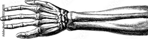 Vintage botanical illustration of human arm anatomy - front view for educational and design use