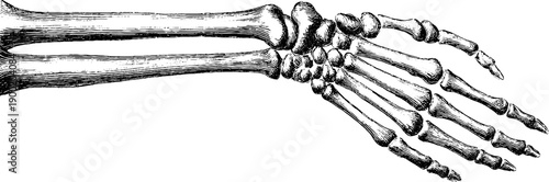 Vintage anatomical engraving of human arm bones - front view illustration for medical study