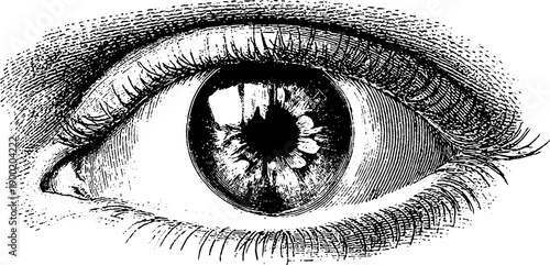 Vintage human eye anatomy engraving for botanical illustration design