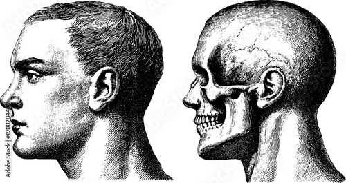 Human face and skull proportions in canon study - vintage botanical illustration for educational design