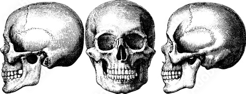 Vintage human skull illustration with botanical engraving overlay for scientific study