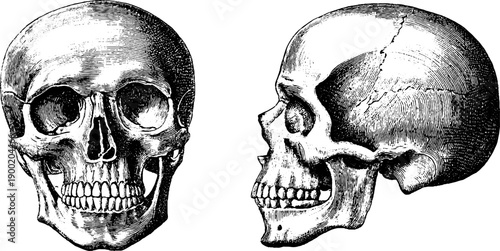 Human skull and botanical overlay vintage engraving