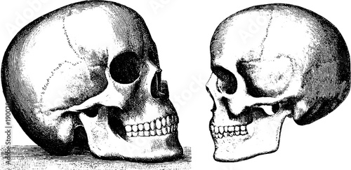 Vintage human skull overlay with botanical elements for retro design