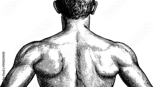 Vintage botanical engraving of human figure for educational study and artistic design