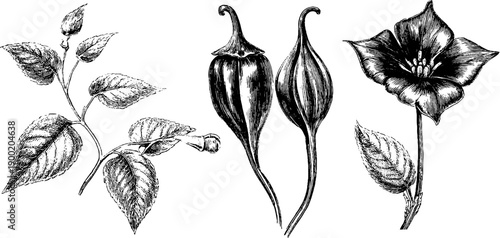 Classical botanical engraving style with human figure elements for vintage design