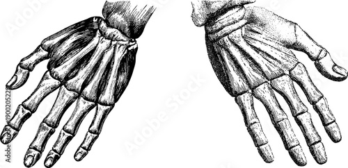 Simplified vintage botanical illustration of human hand muscle anatomy for educational design