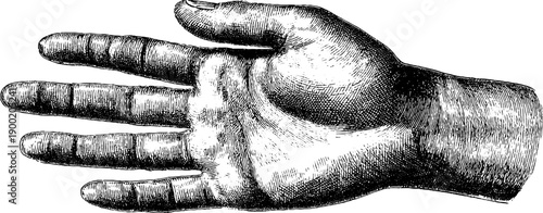 Vintage anatomical sketch of human hand in botanical style for retro design