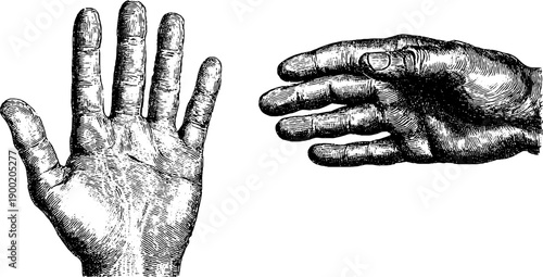 Vintage botanical engraving of human hand scale comparison diagram for educational use