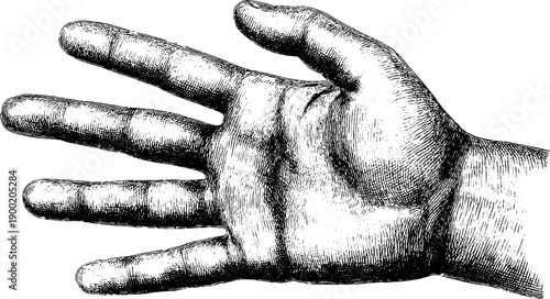 Vintage artistic engraving of human hand with relaxed fingers in botanical style