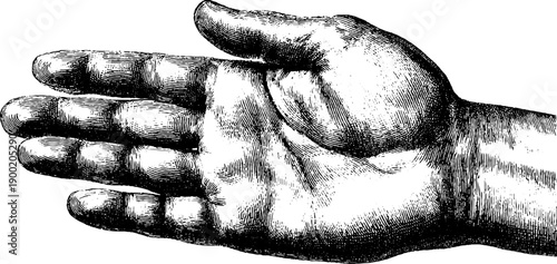 Vintage botanical hand illustration engraving for art and design