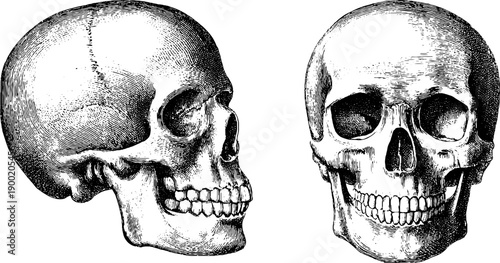 Vintage anatomical illustration of human skull front view for educational and botanical design